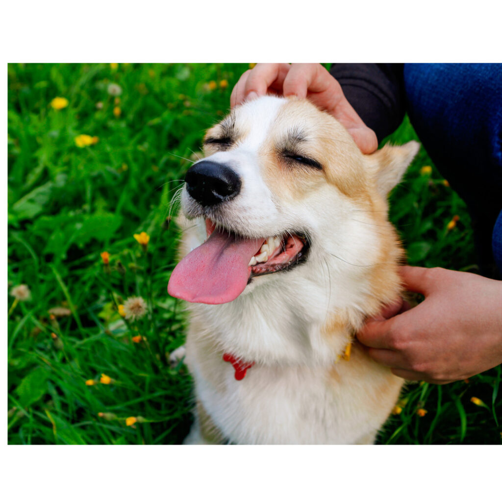 17時頃　お迎え・帰宅